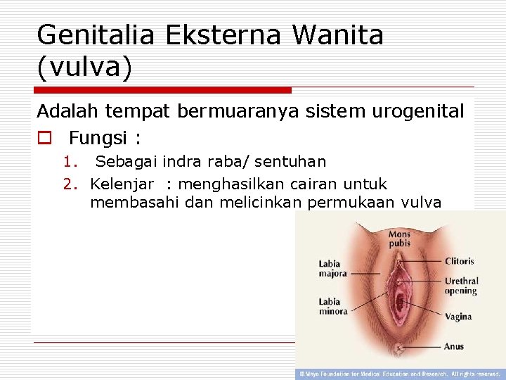 Genitalia Eksterna Wanita (vulva) Adalah tempat bermuaranya sistem urogenital o Fungsi : 1. Sebagai