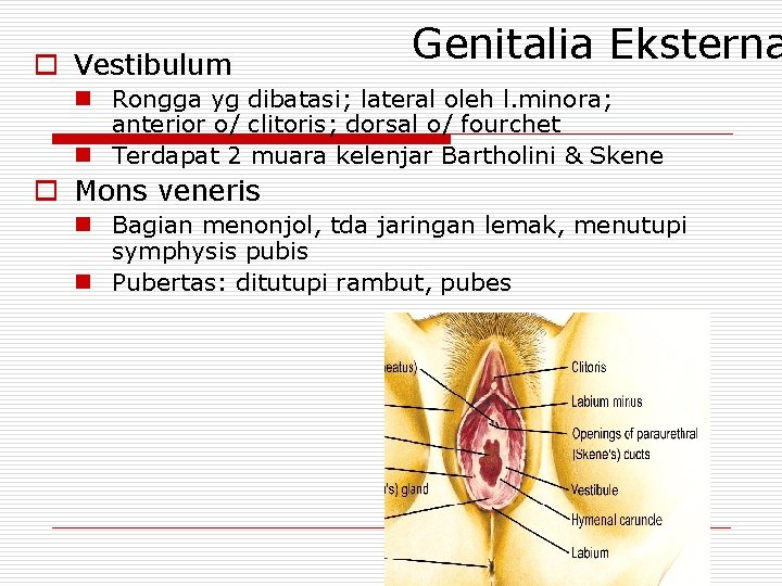 o Vestibulum Genitalia Eksterna n Rongga yg dibatasi; lateral oleh l. minora; anterior o/