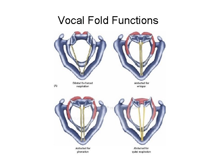 Vocal Fold Functions Vocal Fold Functions