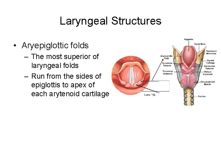 Laryngeal Structures • Aryepiglottic folds – The most superior of laryngeal folds – Run Laryngeal Structures • Aryepiglottic folds – The most superior of laryngeal folds – Run