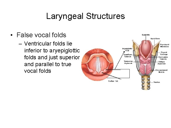 Laryngeal Structures • False vocal folds – Ventricular folds lie inferior to aryepiglottic folds Laryngeal Structures • False vocal folds – Ventricular folds lie inferior to aryepiglottic folds