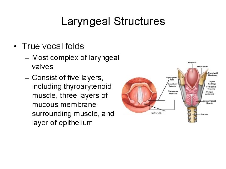 Laryngeal Structures • True vocal folds – Most complex of laryngeal valves – Consist Laryngeal Structures • True vocal folds – Most complex of laryngeal valves – Consist