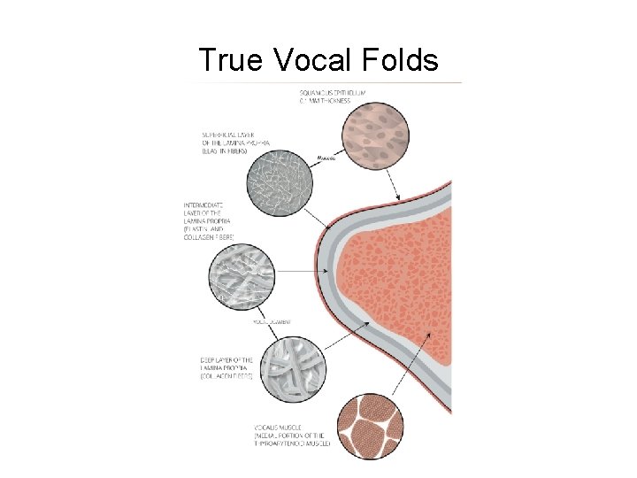True Vocal Folds True Vocal Folds