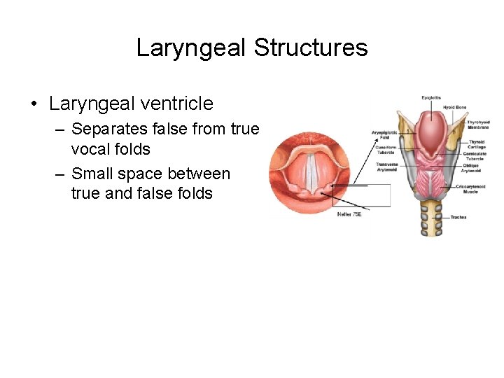 Laryngeal Structures • Laryngeal ventricle – Separates false from true vocal folds – Small Laryngeal Structures • Laryngeal ventricle – Separates false from true vocal folds – Small