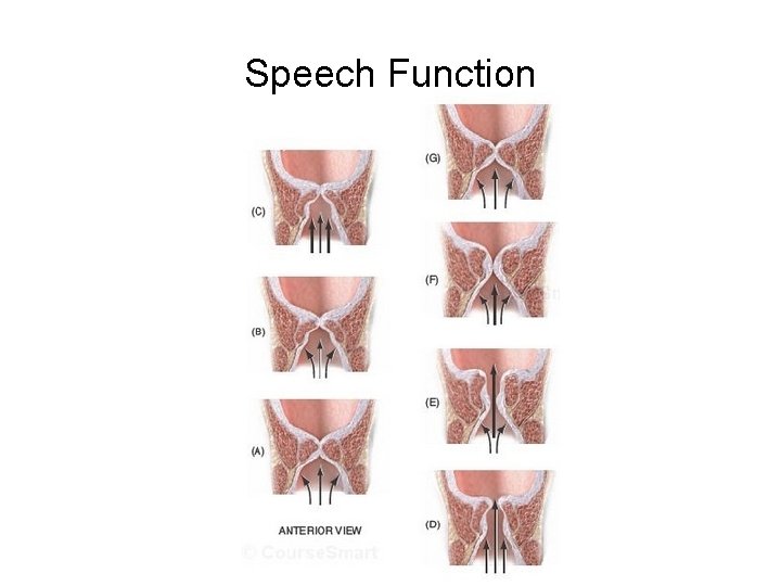 Speech Function Speech Function