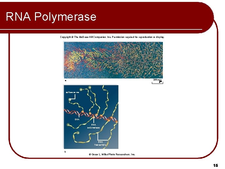 RNA Polymerase Copyright © The Mc. Graw-Hill Companies, Inc. Permission required for reproduction or RNA Polymerase Copyright © The Mc. Graw-Hill Companies, Inc. Permission required for reproduction or
