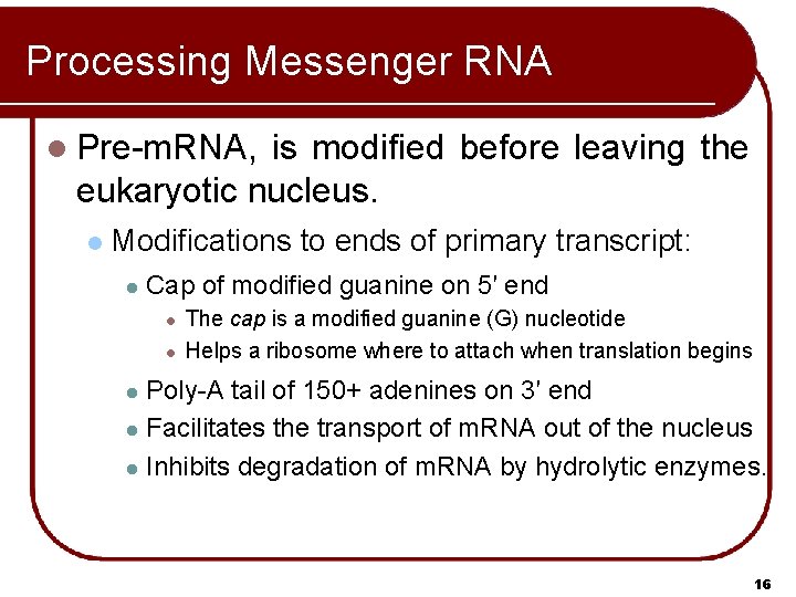 Processing Messenger RNA l Pre-m. RNA, is modified before leaving the eukaryotic nucleus. l Processing Messenger RNA l Pre-m. RNA, is modified before leaving the eukaryotic nucleus. l