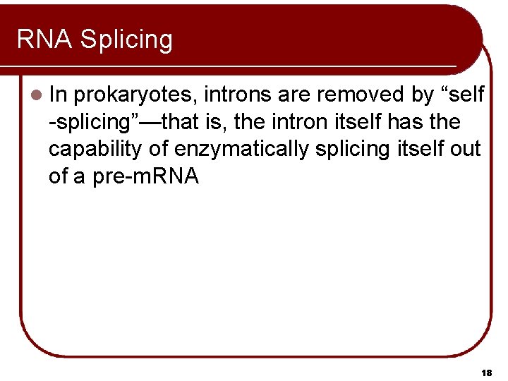RNA Splicing l In prokaryotes, introns are removed by “self -splicing”—that is, the intron RNA Splicing l In prokaryotes, introns are removed by “self -splicing”—that is, the intron
