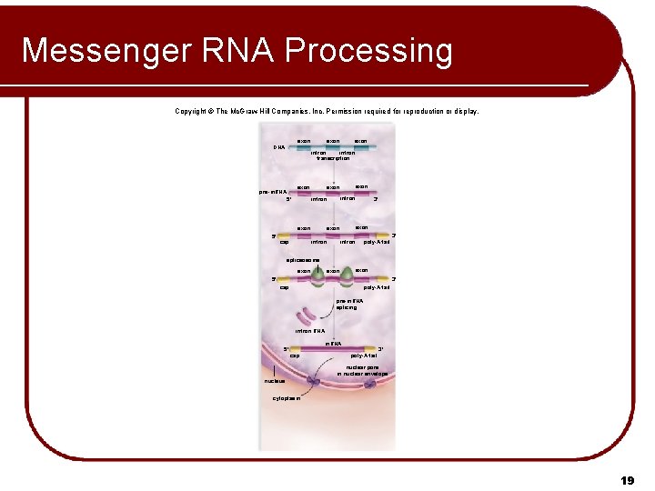 Messenger RNA Processing Copyright © The Mc. Graw-Hill Companies, Inc. Permission required for reproduction Messenger RNA Processing Copyright © The Mc. Graw-Hill Companies, Inc. Permission required for reproduction
