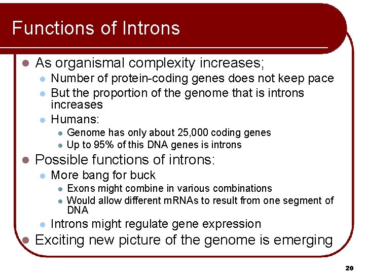Functions of Introns l As organismal complexity increases; l l l Number of protein-coding Functions of Introns l As organismal complexity increases; l l l Number of protein-coding