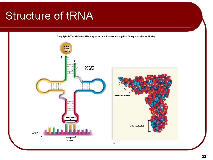 Structure of t. RNA Copyright © The Mc. Graw-Hill Companies, Inc. Permission required for Structure of t. RNA Copyright © The Mc. Graw-Hill Companies, Inc. Permission required for