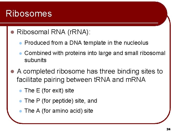 Ribosomes l l Ribosomal RNA (r. RNA): l Produced from a DNA template in Ribosomes l l Ribosomal RNA (r. RNA): l Produced from a DNA template in