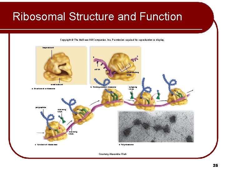 Ribosomal Structure and Function Copyright © The Mc. Graw-Hill Companies, Inc. Permission required for Ribosomal Structure and Function Copyright © The Mc. Graw-Hill Companies, Inc. Permission required for