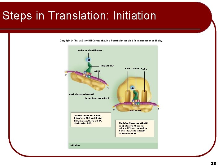 Steps in Translation: Initiation Copyright © The Mc. Graw-Hill Companies, Inc. Permission required for Steps in Translation: Initiation Copyright © The Mc. Graw-Hill Companies, Inc. Permission required for