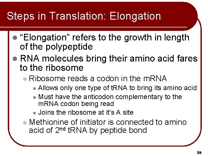 Steps in Translation: Elongation l “Elongation” refers to the growth in length of the Steps in Translation: Elongation l “Elongation” refers to the growth in length of the