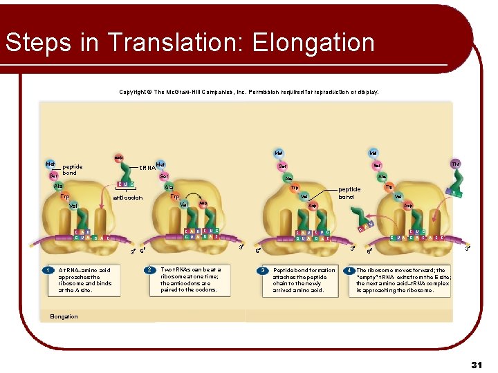 Steps in Translation: Elongation Copyright © The Mc. Graw-Hill Companies, Inc. Permission required for Steps in Translation: Elongation Copyright © The Mc. Graw-Hill Companies, Inc. Permission required for