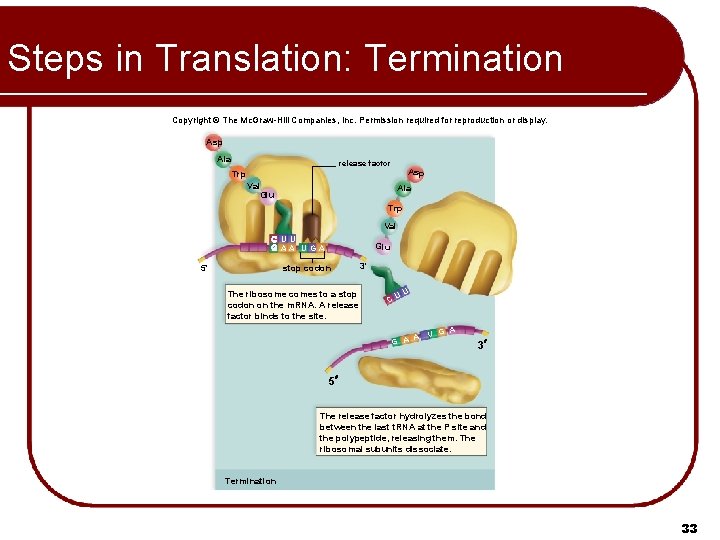 Steps in Translation: Termination Copyright © The Mc. Graw-Hill Companies, Inc. Permission required for Steps in Translation: Termination Copyright © The Mc. Graw-Hill Companies, Inc. Permission required for