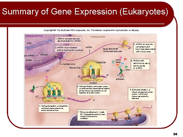 Summary of Gene Expression (Eukaryotes) Copyright © The Mc. Graw-Hill Companies, Inc. Permission required Summary of Gene Expression (Eukaryotes) Copyright © The Mc. Graw-Hill Companies, Inc. Permission required