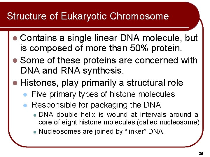 Structure of Eukaryotic Chromosome l Contains a single linear DNA molecule, but is composed Structure of Eukaryotic Chromosome l Contains a single linear DNA molecule, but is composed