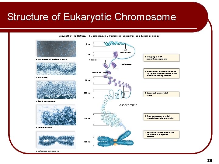 Structure of Eukaryotic Chromosome Copyright © The Mc. Graw-Hill Companies, Inc. Permission required for Structure of Eukaryotic Chromosome Copyright © The Mc. Graw-Hill Companies, Inc. Permission required for