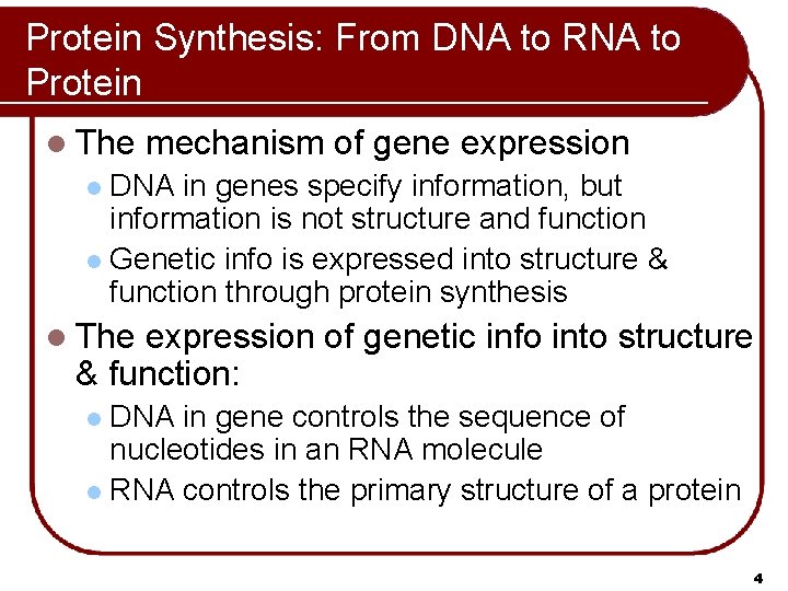 Protein Synthesis: From DNA to RNA to Protein l The mechanism of gene expression Protein Synthesis: From DNA to RNA to Protein l The mechanism of gene expression