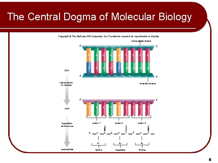 The Central Dogma of Molecular Biology Copyright © The Mc. Graw-Hill Companies, Inc. Permission The Central Dogma of Molecular Biology Copyright © The Mc. Graw-Hill Companies, Inc. Permission