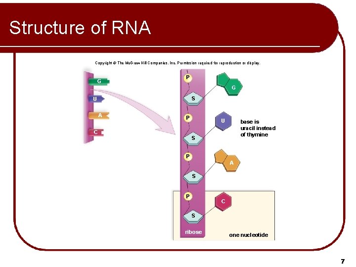 Structure of RNA Copyright © The Mc. Graw-Hill Companies, Inc. Permission required for reproduction Structure of RNA Copyright © The Mc. Graw-Hill Companies, Inc. Permission required for reproduction