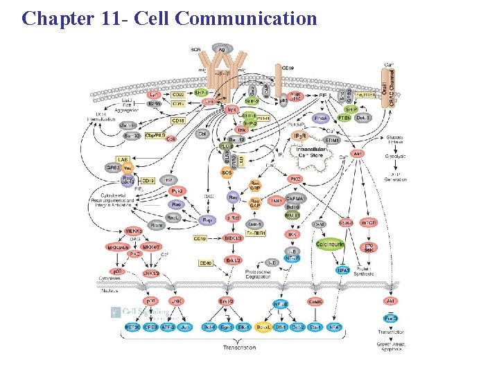 Chapter 11 - Cell Communication 