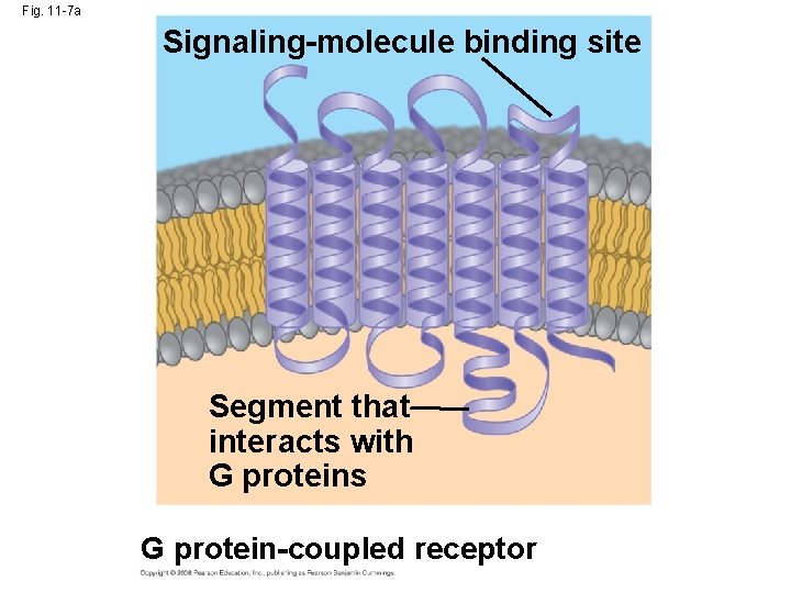 Fig. 11 -7 a Signaling-molecule binding site Segment that interacts with G proteins G
