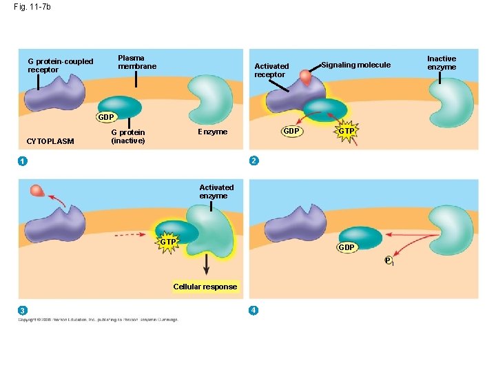 Fig. 11 -7 b Plasma membrane G protein-coupled receptor Activated receptor Signaling molecule GDP