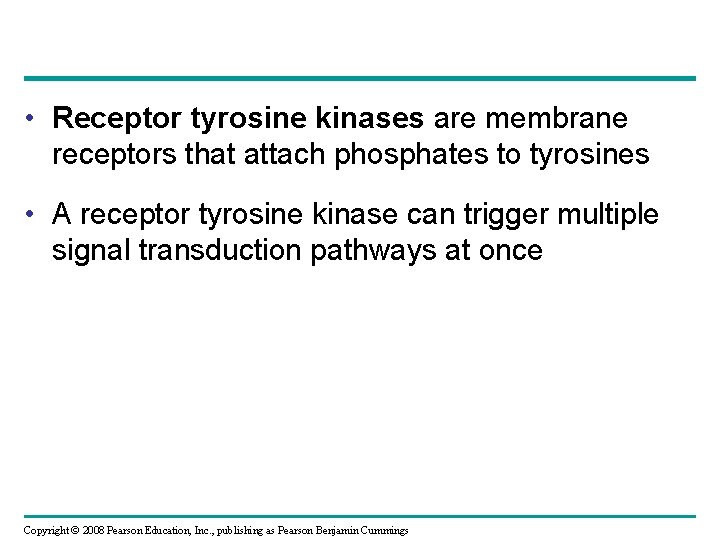  • Receptor tyrosine kinases are membrane receptors that attach phosphates to tyrosines •