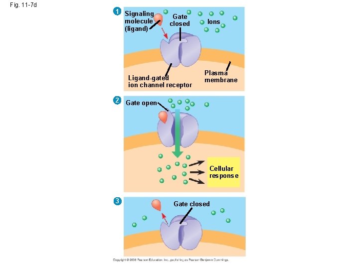 Fig. 11 -7 d 1 Signaling molecule (ligand) Gate closed Ligand-gated ion channel receptor