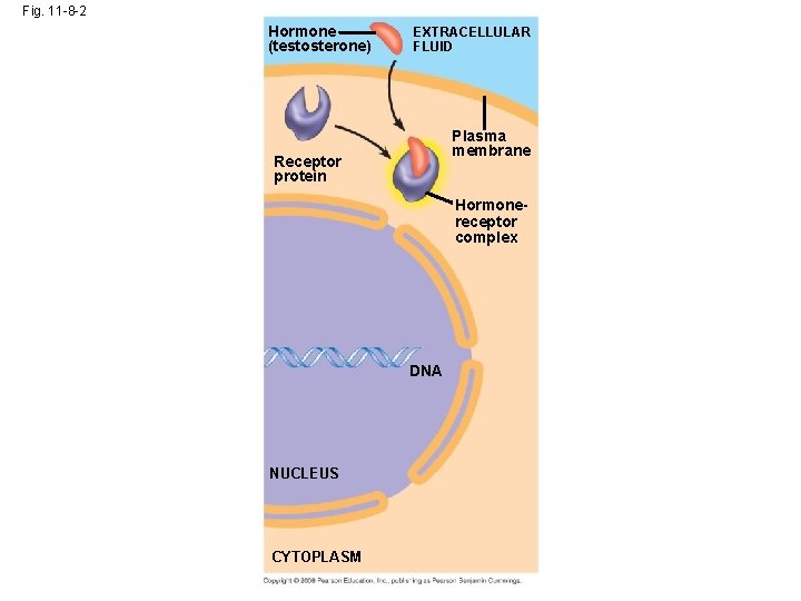 Fig. 11 -8 -2 Hormone (testosterone) EXTRACELLULAR FLUID Plasma membrane Receptor protein Hormonereceptor complex