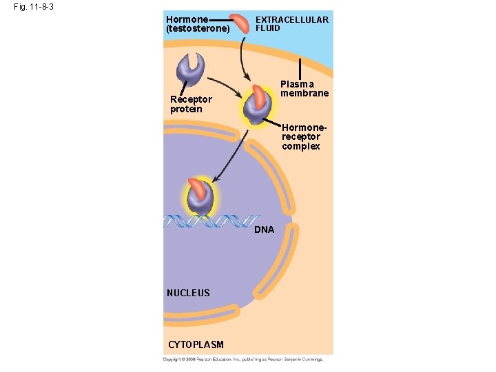 Fig. 11 -8 -3 Hormone (testosterone) EXTRACELLULAR FLUID Plasma membrane Receptor protein Hormonereceptor complex