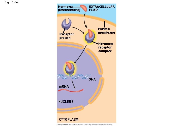 Fig. 11 -8 -4 Hormone (testosterone) EXTRACELLULAR FLUID Plasma membrane Receptor protein Hormonereceptor complex