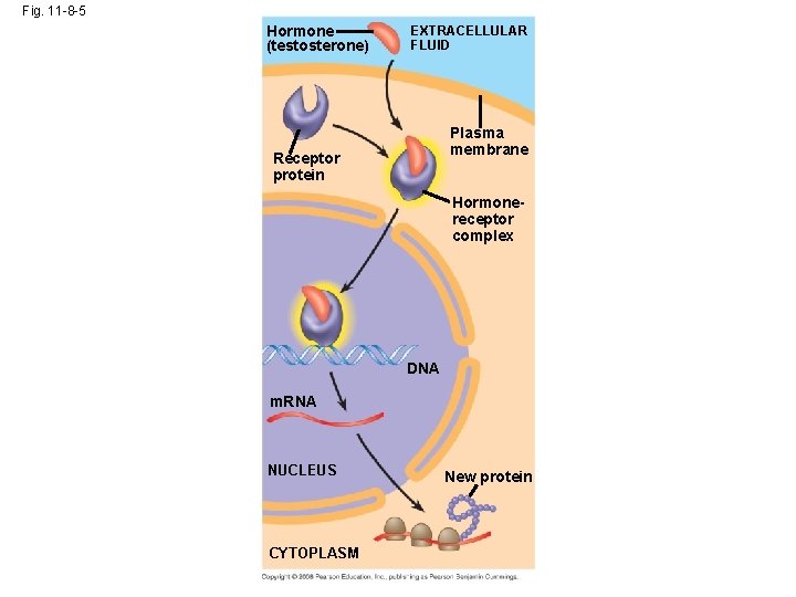 Fig. 11 -8 -5 Hormone (testosterone) EXTRACELLULAR FLUID Plasma membrane Receptor protein Hormonereceptor complex