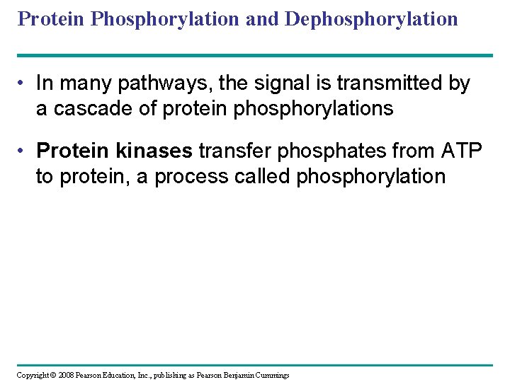 Protein Phosphorylation and Dephosphorylation • In many pathways, the signal is transmitted by a