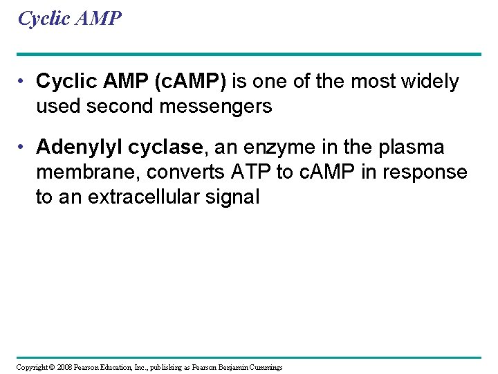 Cyclic AMP • Cyclic AMP (c. AMP) is one of the most widely used