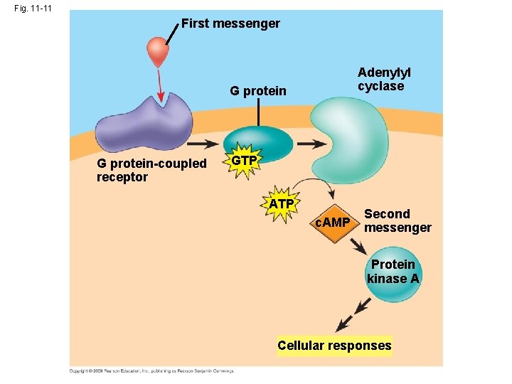 Fig. 11 -11 First messenger Adenylyl cyclase G protein-coupled receptor GTP ATP c. AMP