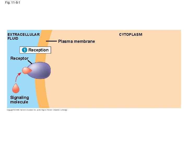 Fig. 11 -6 -1 EXTRACELLULAR FLUID 1 Reception Receptor Signaling molecule CYTOPLASM Plasma membrane