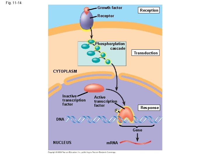 Fig. 11 -14 Growth factor Reception Receptor Phosphorylation cascade Transduction CYTOPLASM Inactive transcription factor