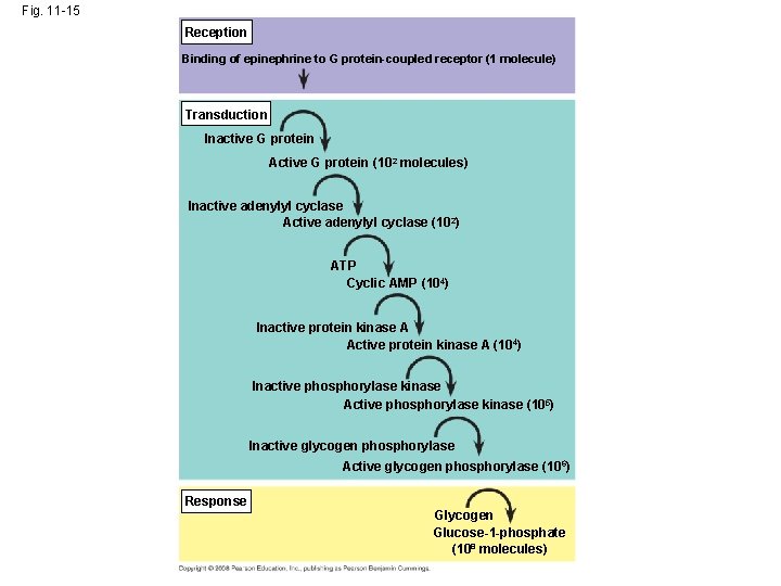 Fig. 11 -15 Reception Binding of epinephrine to G protein-coupled receptor (1 molecule) Transduction