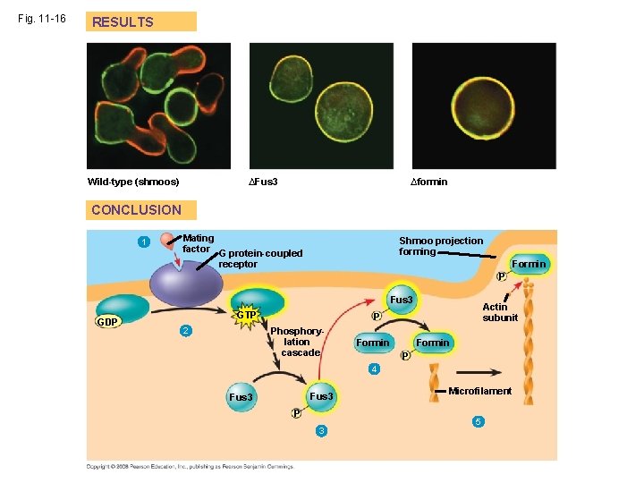 Fig. 11 -16 RESULTS Wild-type (shmoos) ∆Fus 3 ∆formin CONCLUSION 1 Mating factor G