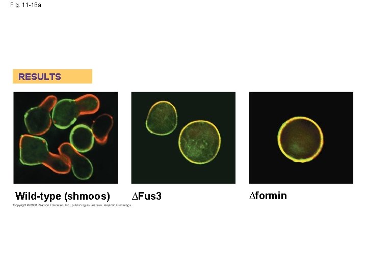 Fig. 11 -16 a RESULTS Wild-type (shmoos) ∆Fus 3 ∆formin 