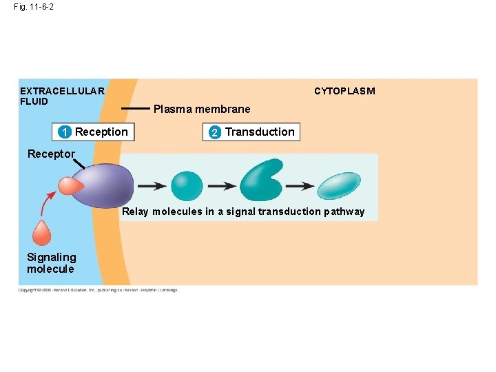 Fig. 11 -6 -2 CYTOPLASM EXTRACELLULAR FLUID Plasma membrane 1 Reception 2 Transduction Receptor