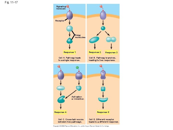 Fig. 11 -17 Signaling molecule Receptor Relay molecules Response 1 Cell A. Pathway leads