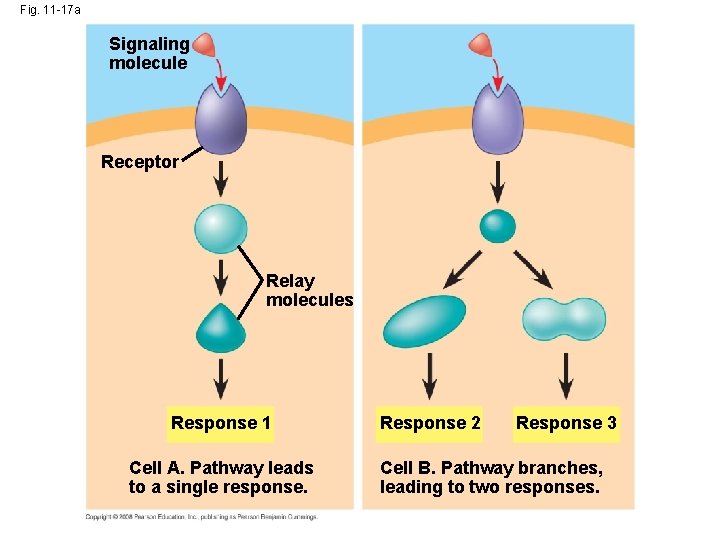 Fig. 11 -17 a Signaling molecule Receptor Relay molecules Response 1 Cell A. Pathway
