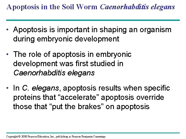 Apoptosis in the Soil Worm Caenorhabditis elegans • Apoptosis is important in shaping an