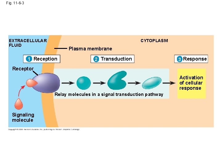 Fig. 11 -6 -3 CYTOPLASM EXTRACELLULAR FLUID Plasma membrane 1 Reception 2 Transduction 3