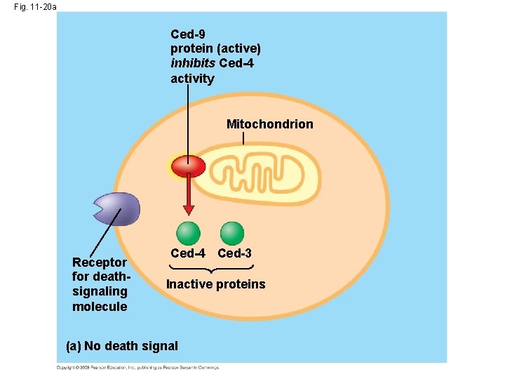 Fig. 11 -20 a Ced-9 protein (active) inhibits Ced-4 activity Mitochondrion Receptor for deathsignaling